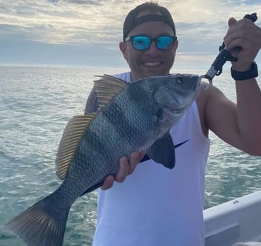 Black Drum Fishing in Sarasota, Florida