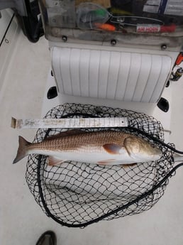 Redfish fishing in Santa Rosa Beach, Florida