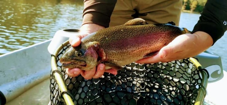 Rainbow Trout Fishing in Broken Bow, Oklahoma