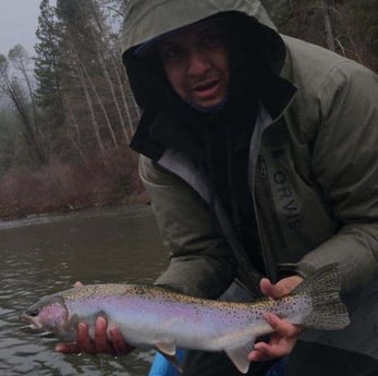 Rainbow Trout Fishing in