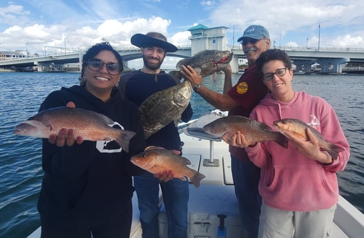 Mangrove Snapper, Tripletail fishing in St. Petersburg, Florida