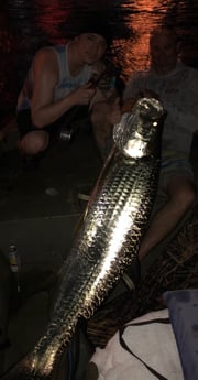 Tarpon Fishing in Fort Lauderdale, Florida