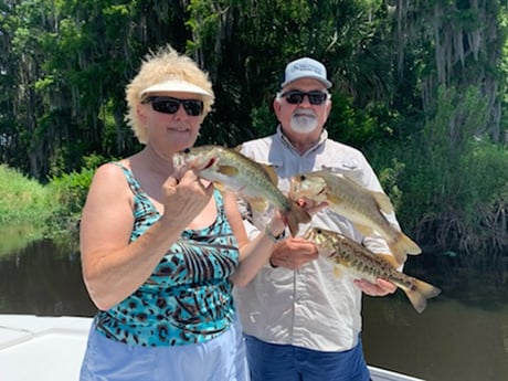 Largemouth Bass fishing in Clearwater, Florida