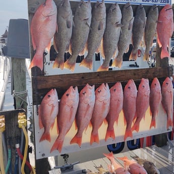 Gag Grouper, Red Snapper fishing in Destin, Florida