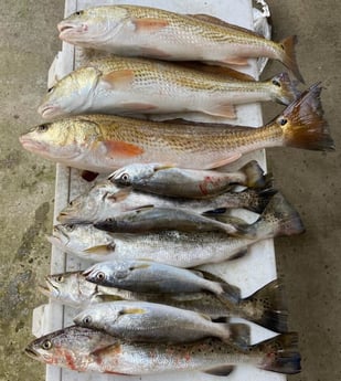 Redfish, Speckled Trout / Spotted Seatrout fishing in Galveston, Texas