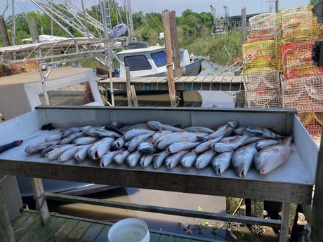 Redfish, Sheepshead Fishing in Delacroix, Louisiana