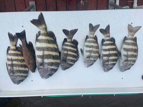 Mangrove Snapper, Sheepshead Fishing in Chokoloskee, Florida