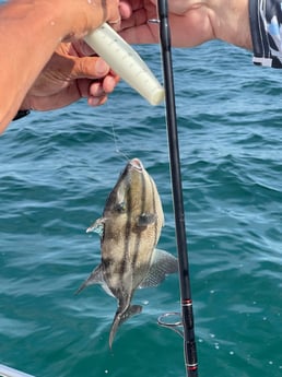 Triggerfish Fishing in Orange Beach, Alabama