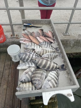 Mangrove Snapper, Sheepshead Fishing in Holmes Beach, Florida