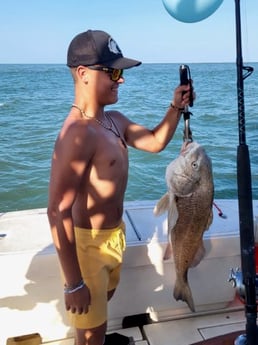 Black Drum Fishing in Galveston, Texas