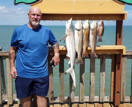 Blacktip Shark, Mangrove Snapper, Redfish fishing in Port Isabel, Texas