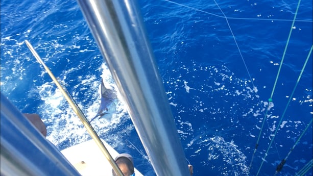 Black Marlin fishing in San Juan, Puerto Rico