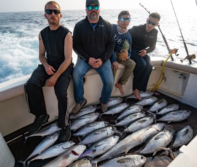 Blackfin Tuna, Little Tunny / False Albacore, Tilefish, Wahoo fishing in Galveston, Texas