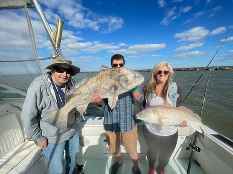 Black Drum, Redfish Fishing in Galveston, Texas