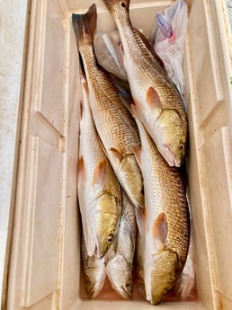 Fishing in South Padre Island, Texas