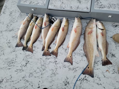 Redfish Fishing in Rio Hondo, Texas