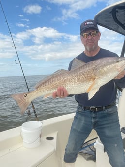 Sheepshead, Speckled Trout / Spotted Seatrout fishing in Venice, Louisiana