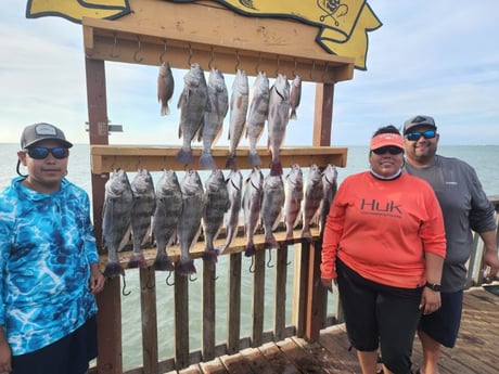 Black Drum Fishing in Port Isabel, Texas