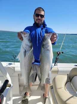 Striped Bass fishing in Whitney, Texas