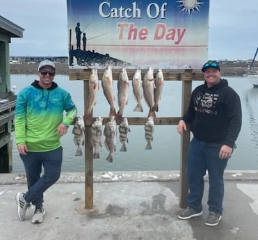 Black Drum, Redfish Fishing in Rockport, Texas