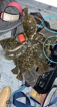 Flounder fishing in Port O&#039;Connor, Texas