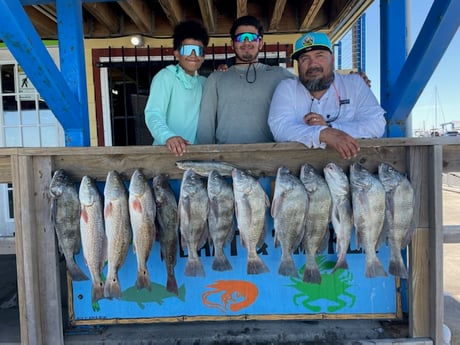 Black Drum, Redfish fishing in Port Aransas, Texas