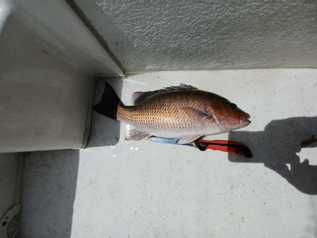 Mangrove Snapper fishing in St. Petersburg, Florida