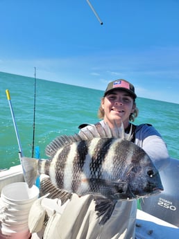 Sheepshead fishing in Clearwater, Florida