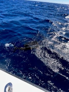 Sailfish Fishing in Islamorada, Florida