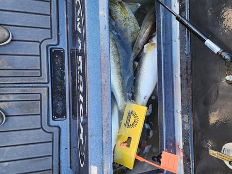 Walleye Fishing in Sheffield Lake, Ohio