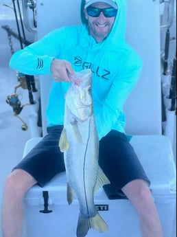 Snook fishing in Miami Beach, Florida