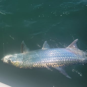 Tarpon Fishing in Jacksonville, Florida