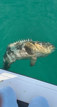 Florida Pompano fishing in Key Largo, Florida