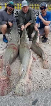 Alligator Gar fishing in Livingston, Texas