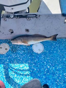 Redfish Fishing in Corpus Christi, Texas