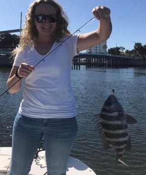 Sheepshead Fishing in St. Petersburg, Florida