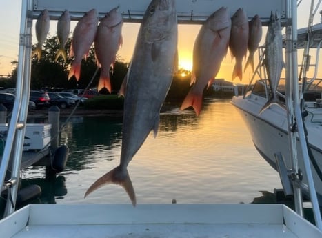 Amberjack, Mutton Snapper, Spanish Mackerel, Yellowtail Snapper Fishing in Marathon, Florida