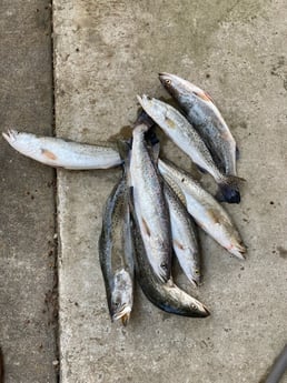 Speckled Trout / Spotted Seatrout fishing in Galveston, Texas