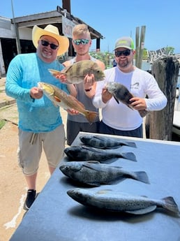 Black Drum, Redfish, Sheepshead, Speckled Trout Fishing in Galveston, Texas