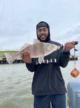 Black Drum Fishing in Galveston, Texas