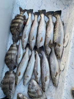 Sheepshead, Speckled Trout Fishing in Rockport, Texas