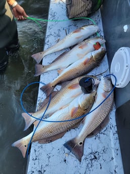 Redfish Fishing in Rio Hondo, Texas