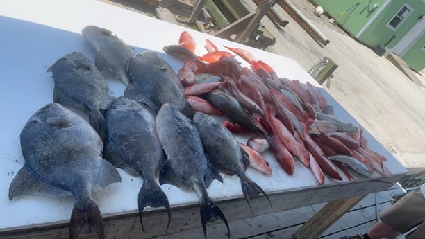 Triggerfish, Vermillion Snapper Fishing in Pensacola, Florida