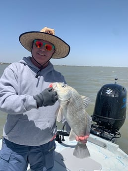 Sheepshead fishing in Corpus Christi, Texas