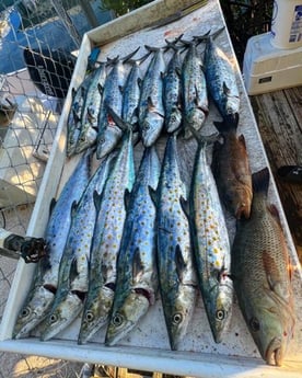 Fishing in Tavernier, Florida