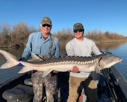 Sturgeon Fishing in Anderson, California