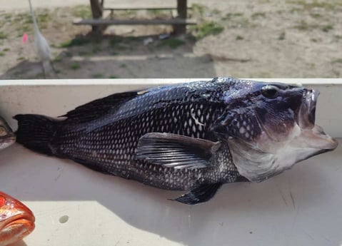 Black Seabass Fishing in Jacksonville, Florida