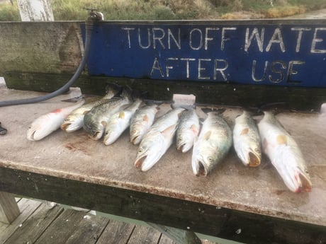 Speckled Trout / Spotted Seatrout Fishing in Rio Hondo, Texas