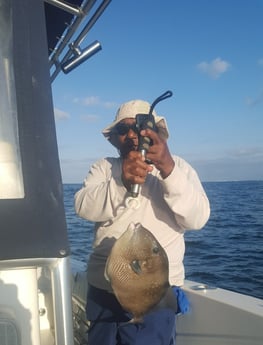 Triggerfish fishing in Destin, Florida