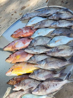 Hogfish, Lane Snapper, Scup / Porgy Fishing in Clearwater, Florida